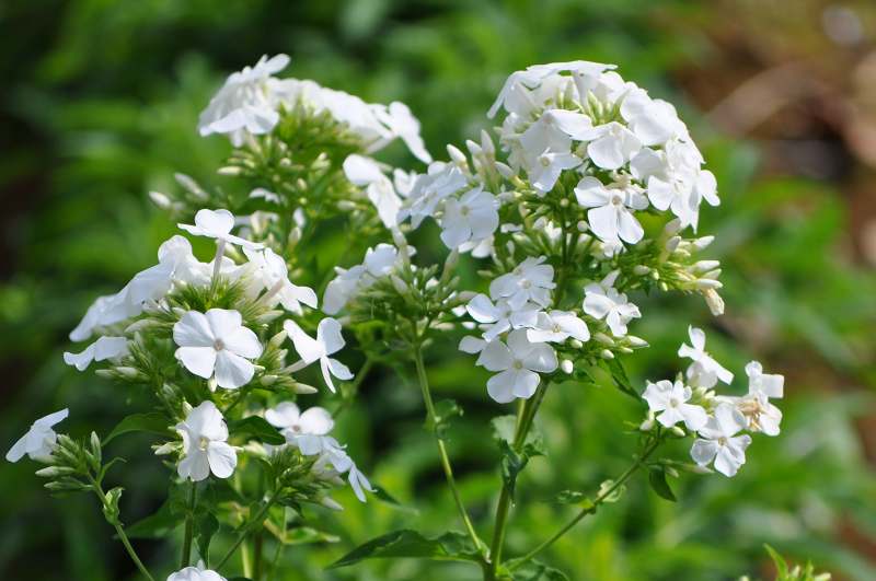 花言葉は恋心 ひろみの世界 楽天ブログ