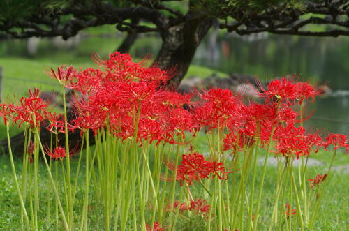 旧芝離宮恩賜庭園にて