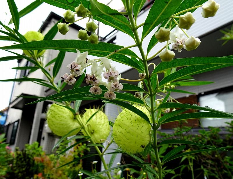 7月26日 今日の一花 その２ フウセントウワタ 風船唐綿 Gazengamaのブログ 散歩中に出合った花と趣味の陶芸作品 楽天ブログ