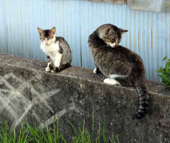 我が家のニャンコ♪2013/10/16-2