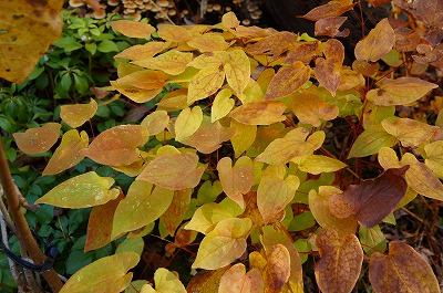 白馬の秋2013 014.jpg
