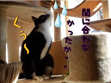 間に合わず.JPG