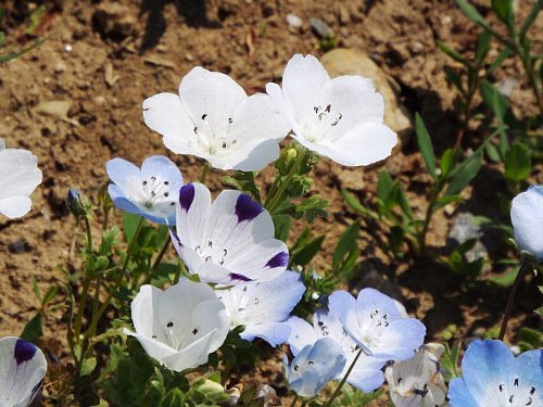 Nemophila-104-b.jpg