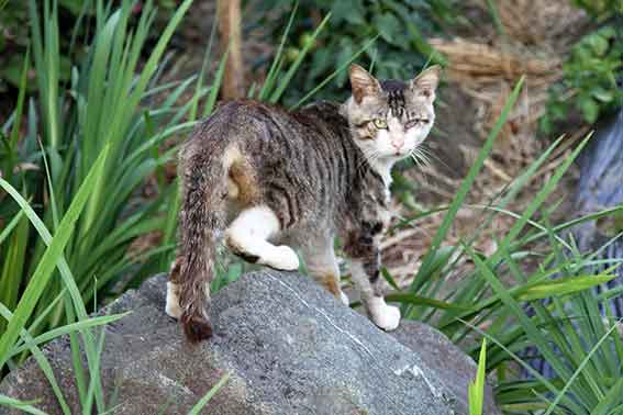 我が家のニャンコ♪2016/6/6-2