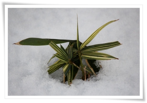 チゴザサ 13.1.27