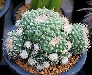 菊水綴化と菊水モンストなど | ☆ガマンマの ニク・サボ栽培☆ - 楽天