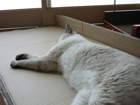 段ボールの上で眠るのがフェイバリット