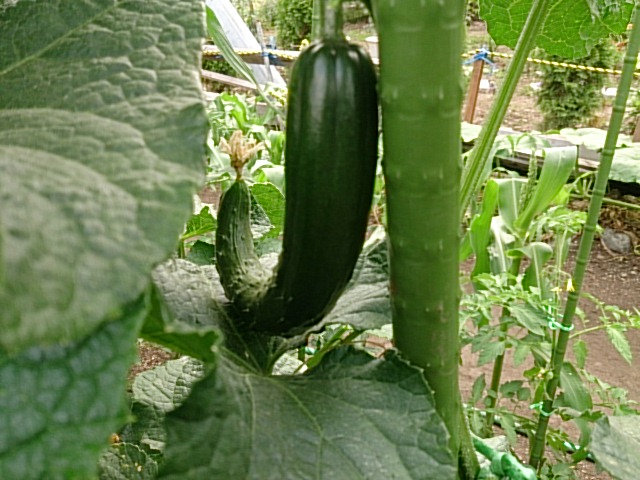 DSC_0006.jpg