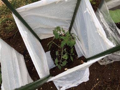 tomato3.JPG