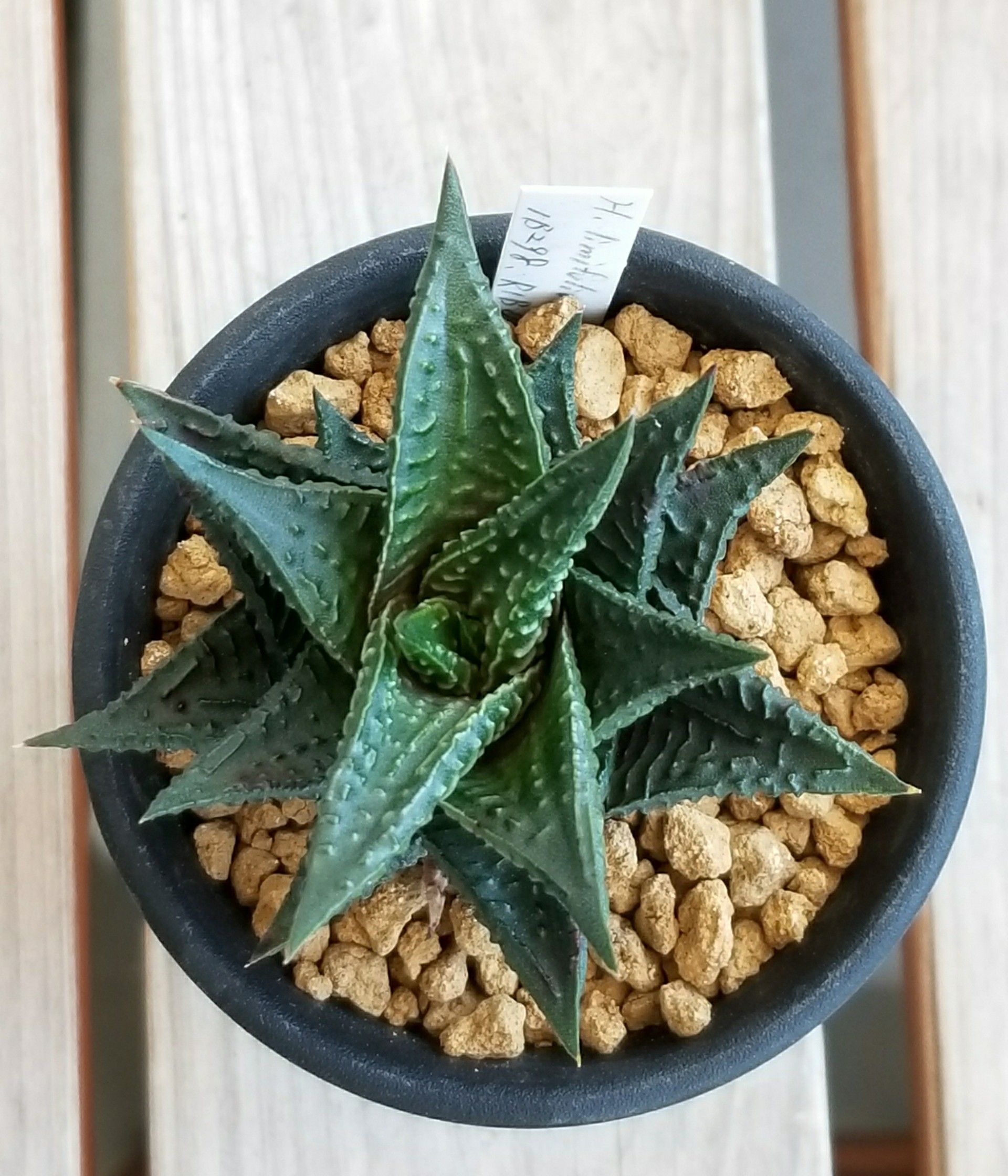 雪冠殿 ハオルチア リミフォリア 瑠璃殿錦 白班 多肉植物 - メルカリ
