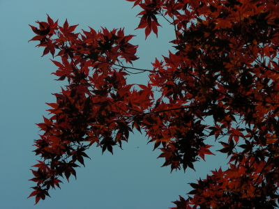 05-25momiji.JPG