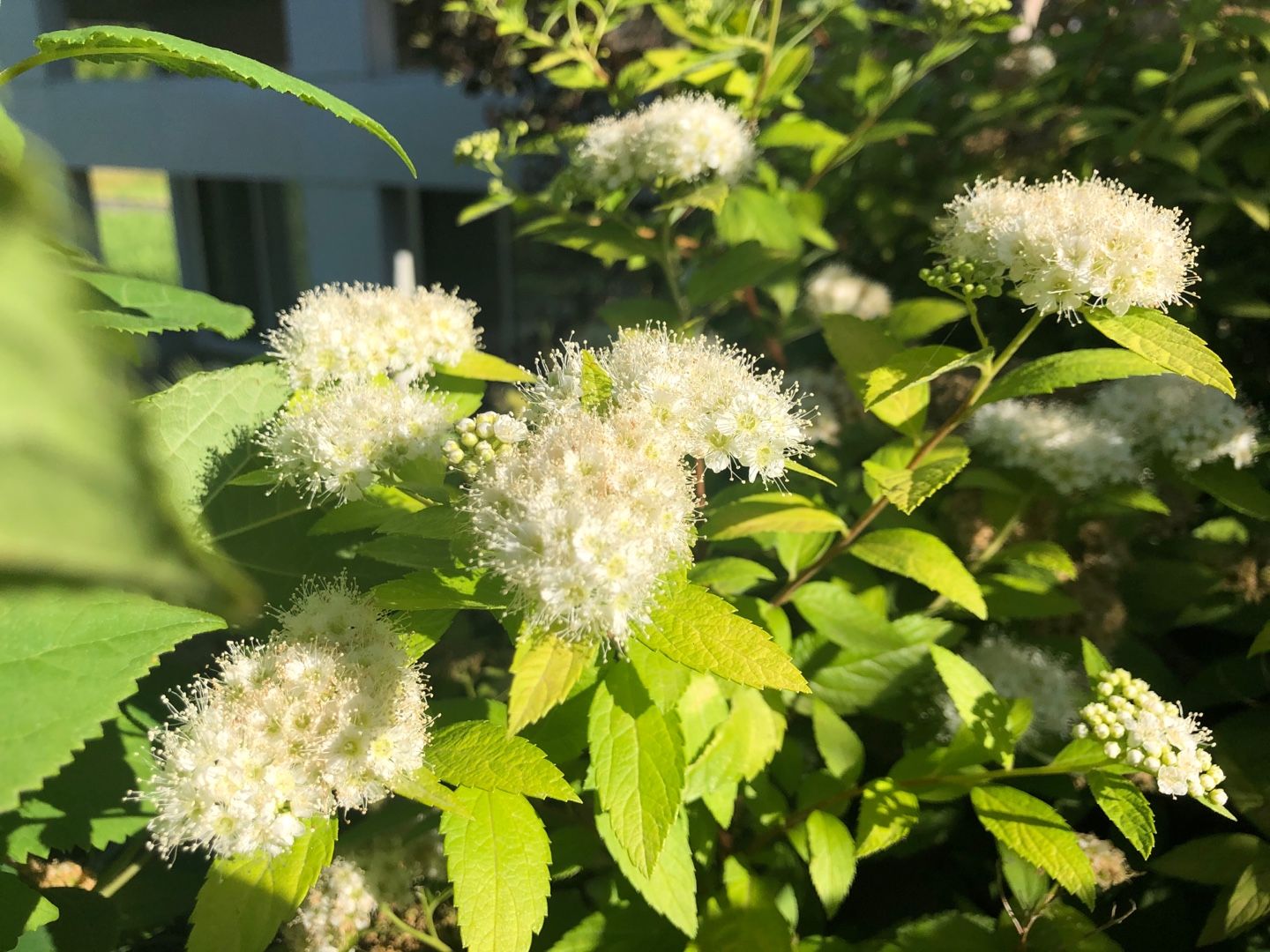 シモツケ ホワイトゴールド Blessings Of Nature 楽天ブログ