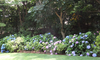 2012Flower54