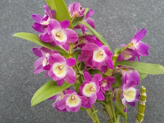 Den ユキダルマ グレート ウェーブ Doc ストリオラタ Gga キンケネルビスのその後 Coel ムルチフローラ ラン好きのページ 楽天ブログ