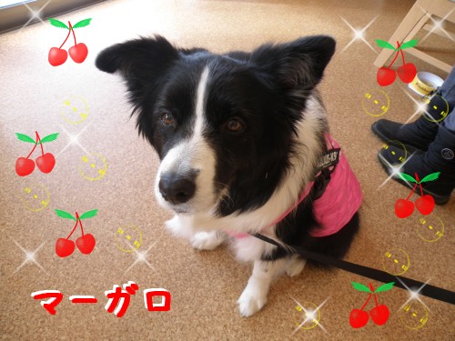 ﾏｰｶﾞﾛ.JPG