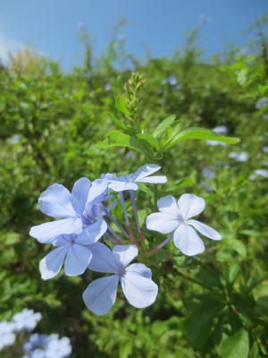 伊豆四季の花公園