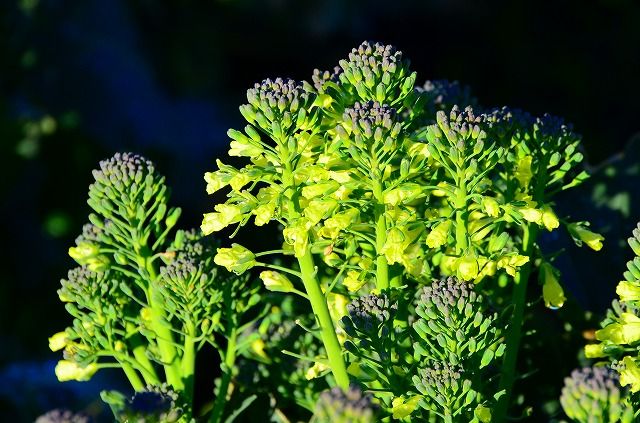 ブロッコリーの花 バスリコのつぶやき 楽天ブログ