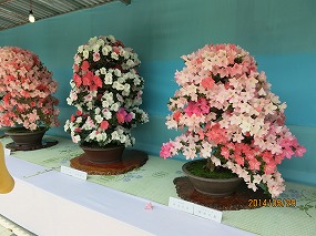 IMG_3133b.jpg