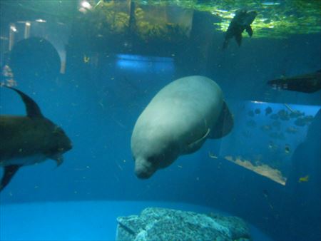 鳥羽水族館