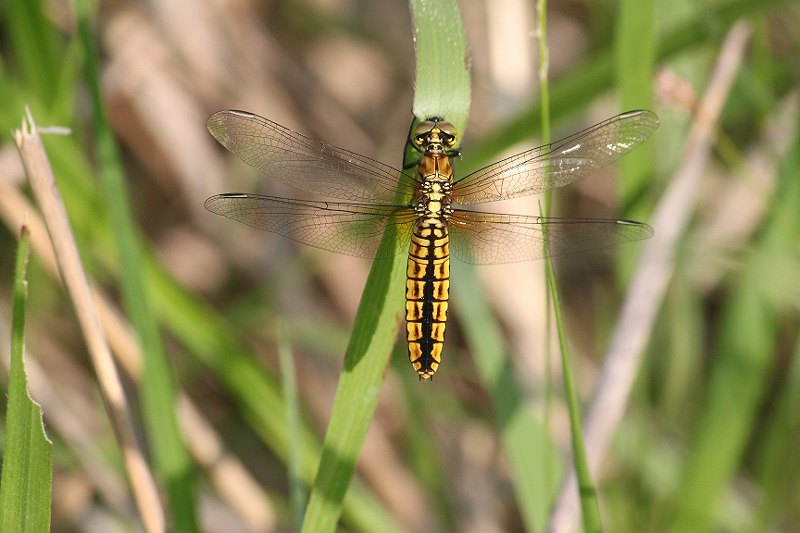 IMG_9728 (800x533).jpg