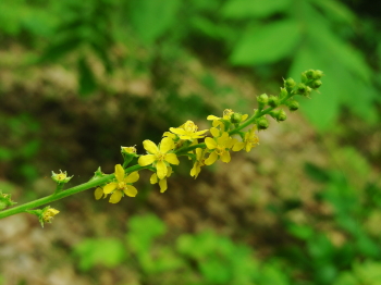 07-31nonohana (2).JPG