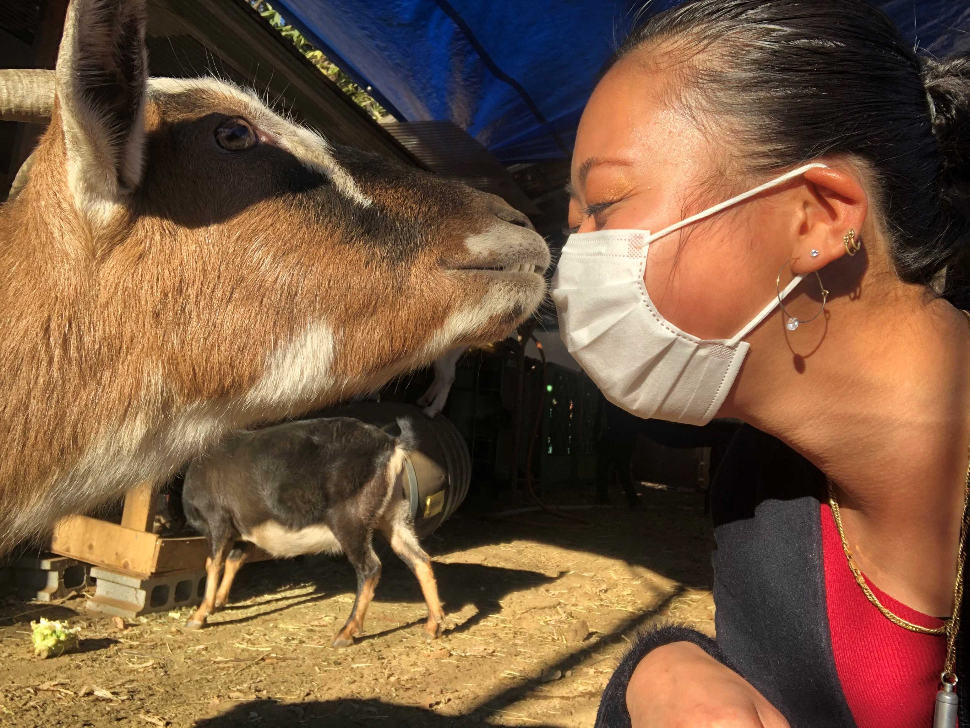 ヤギさん かわいいな ヤギ飼いになるか イルカみたいに生きてみよう 心の力を抜いて楽しく生きていきませんか 楽天ブログ