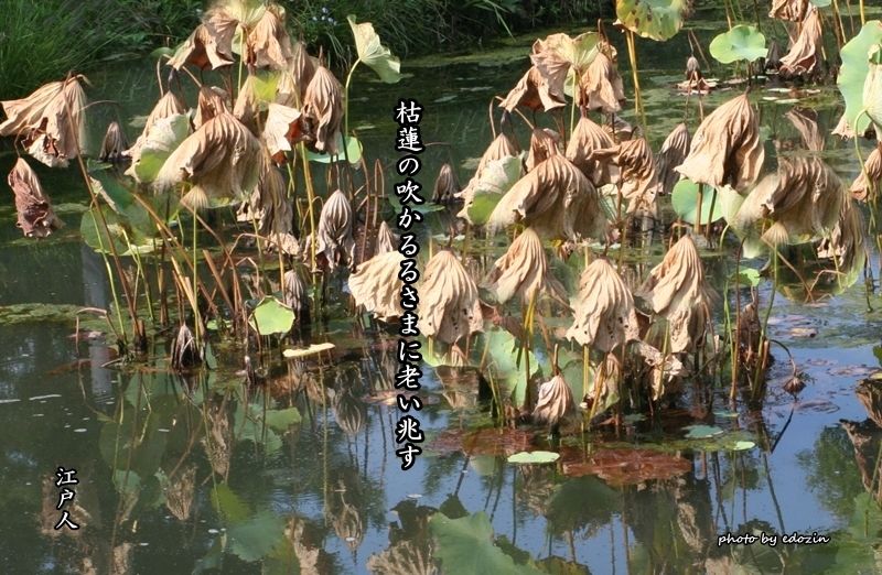 枯蓮 江戸人の俳散歩 楽天ブログ