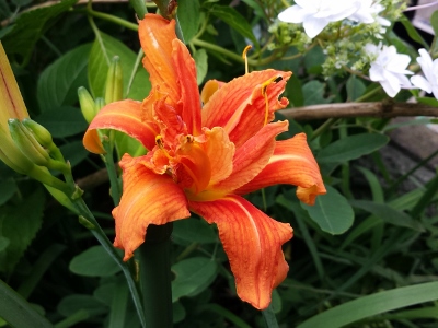 20160717_092858 (400x300).jpg