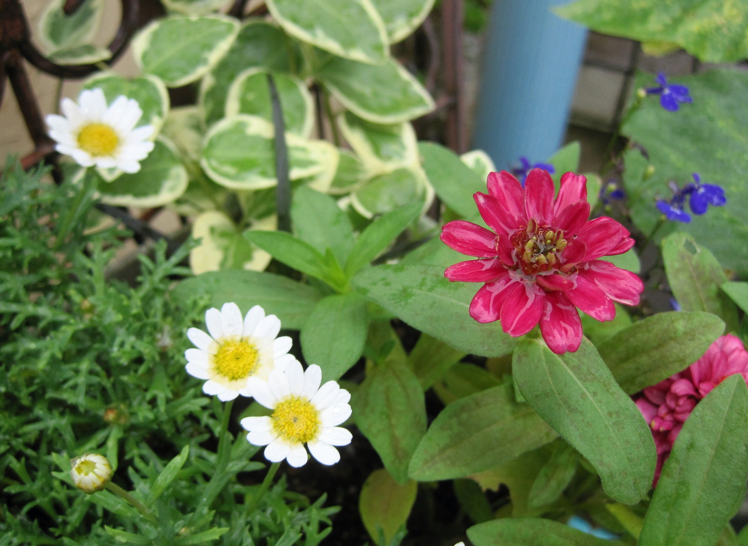 オダマキの種蒔き マーガレットのさし芽のその後 たねをまく日々 楽天ブログ