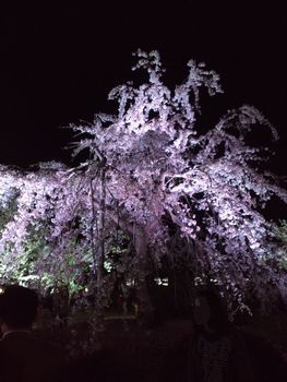 しだれ桜～