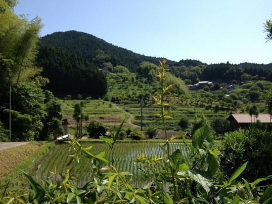 1水田風景550５.jpg