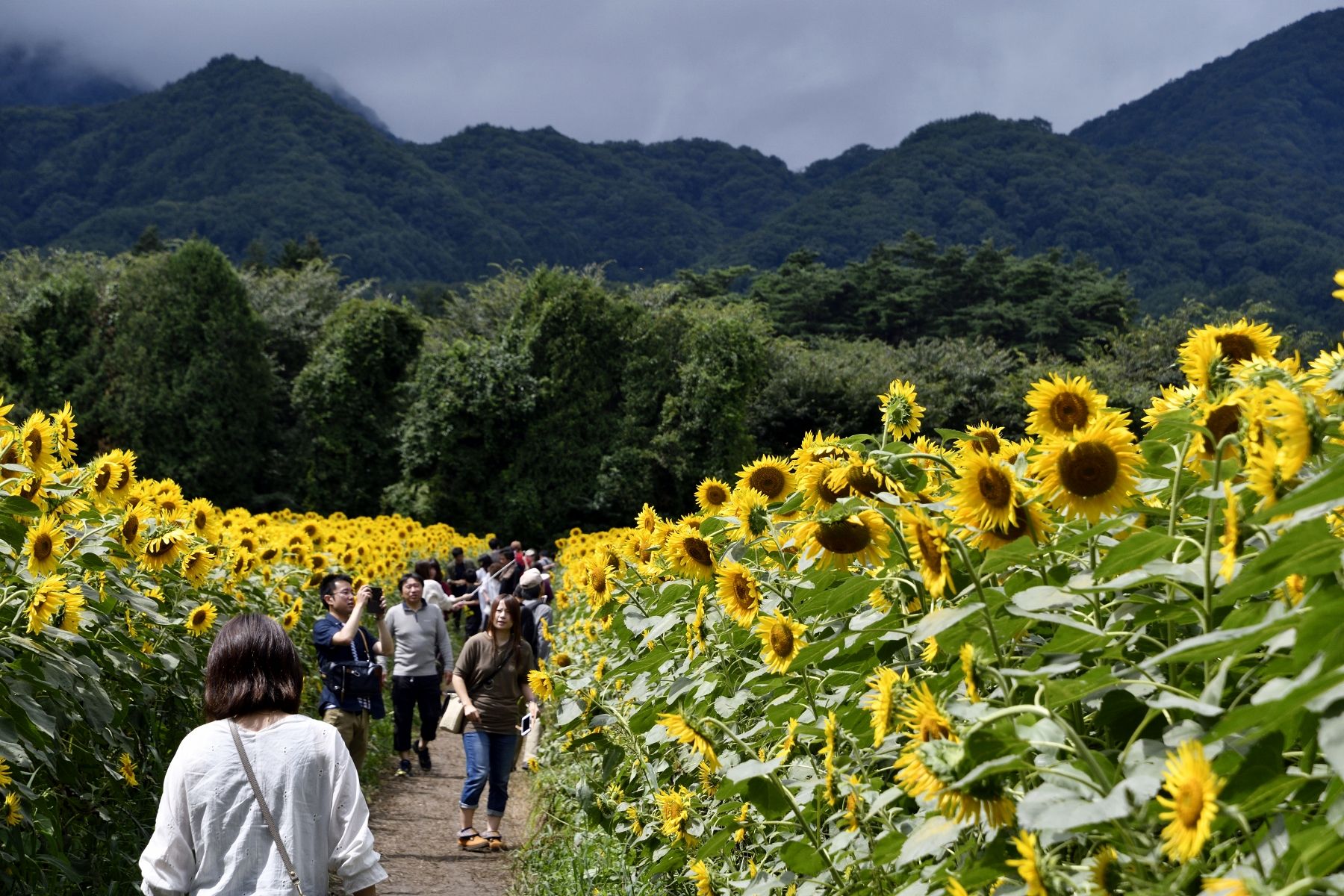 ひまわり畑巡りしました 最後は満開の矢巾のひまわり畑です ふう 出来るだけ書くぞ 楽天ブログ