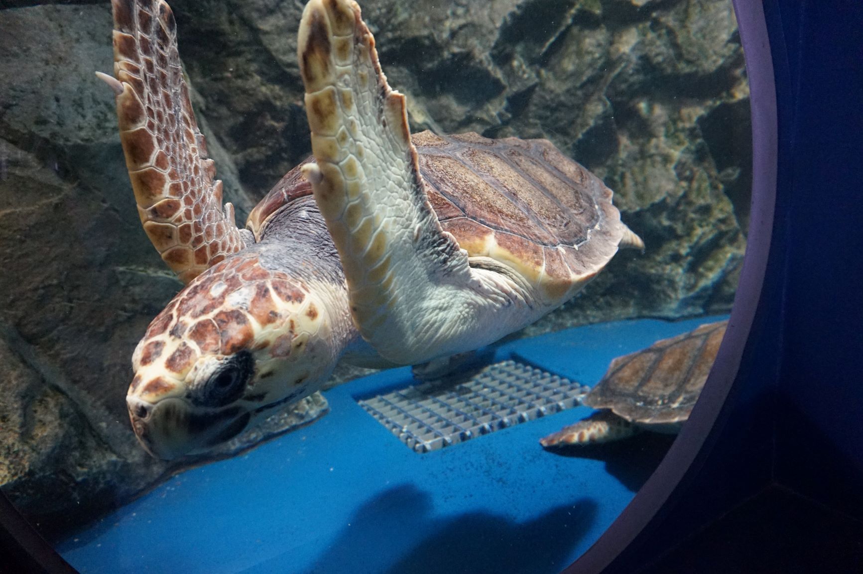 大浜海岸のアカウミガメおよびその産卵地「国の天然記念物」「日本の渚