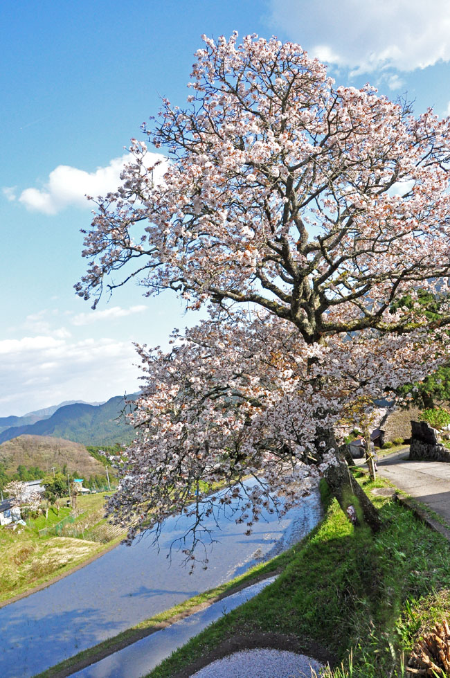 桜１