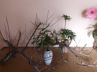 s-CIMG0431.jpg