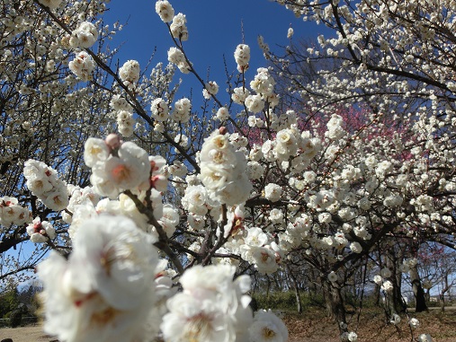 大室公園白梅