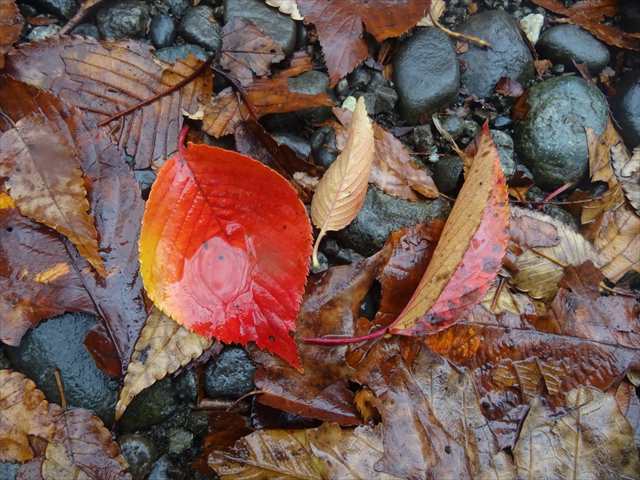 DSC07857_R.JPG