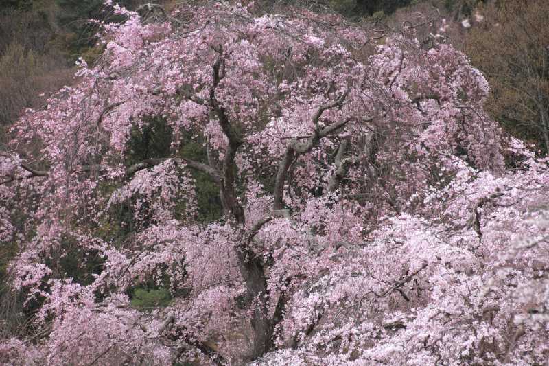庭園の枝垂れ桜_004.jpg