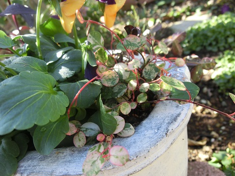 ワイヤープランツ