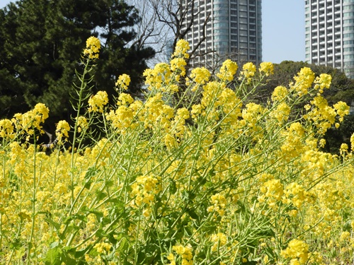 浜離宮恩賜庭園にて