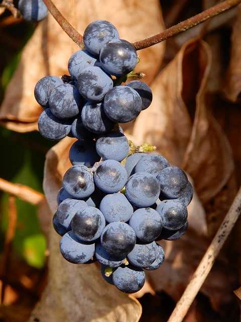 アオツヅラフジ房9