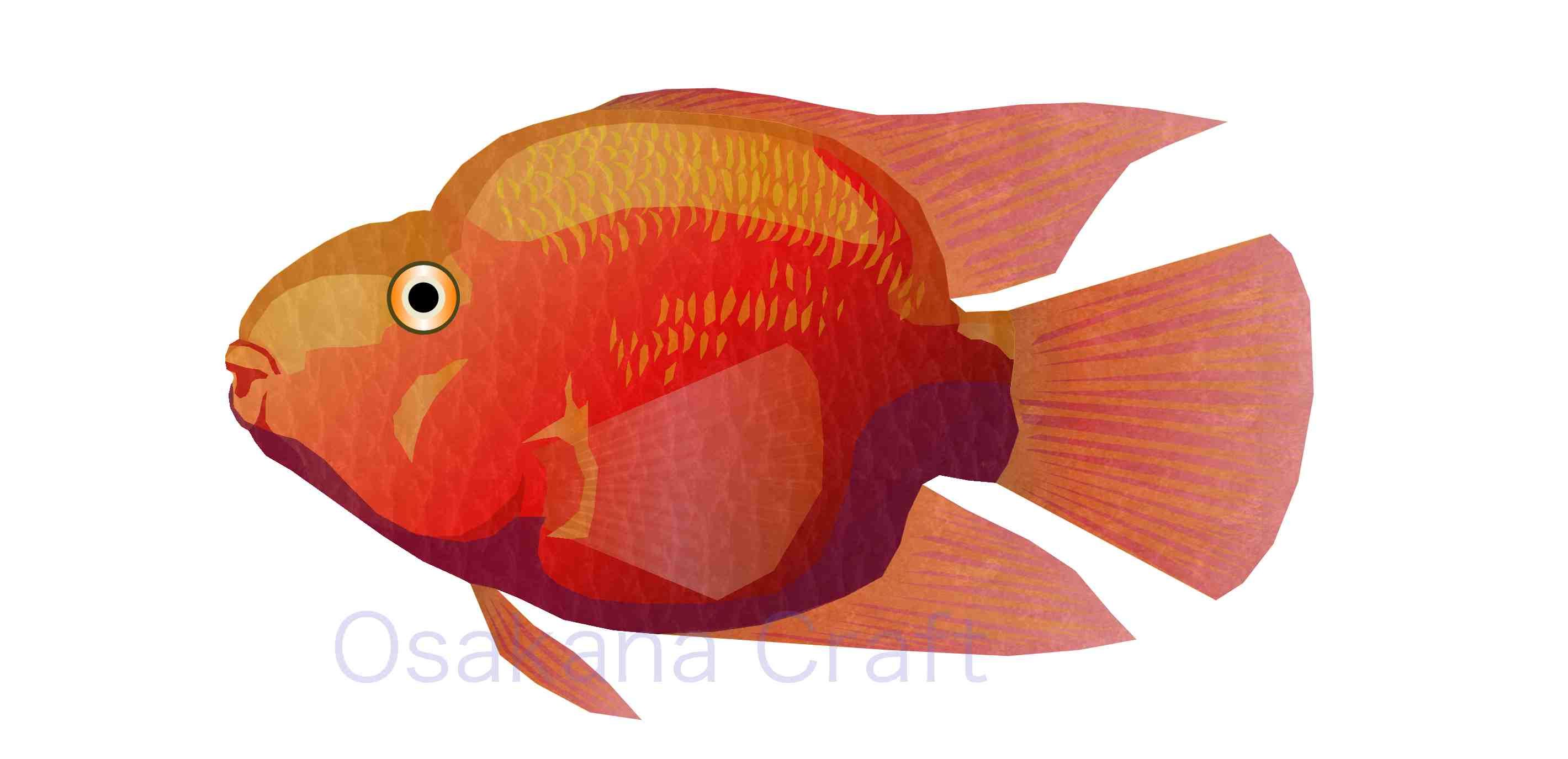 シクリッド改良品種 Cichlid Breed Osakana Craft イラスト熱帯魚図鑑 楽天ブログ