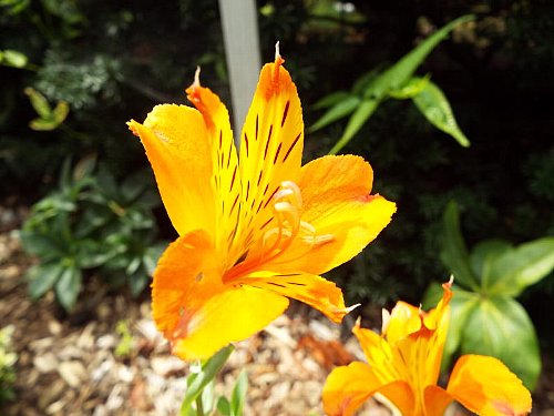 8-30 gurden-alustromeria-4-b.jpg