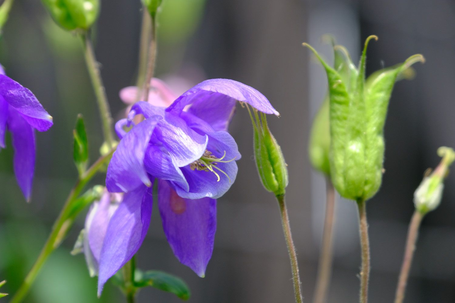 いろいろなオダマキ 南風のメッセージ 楽天ブログ