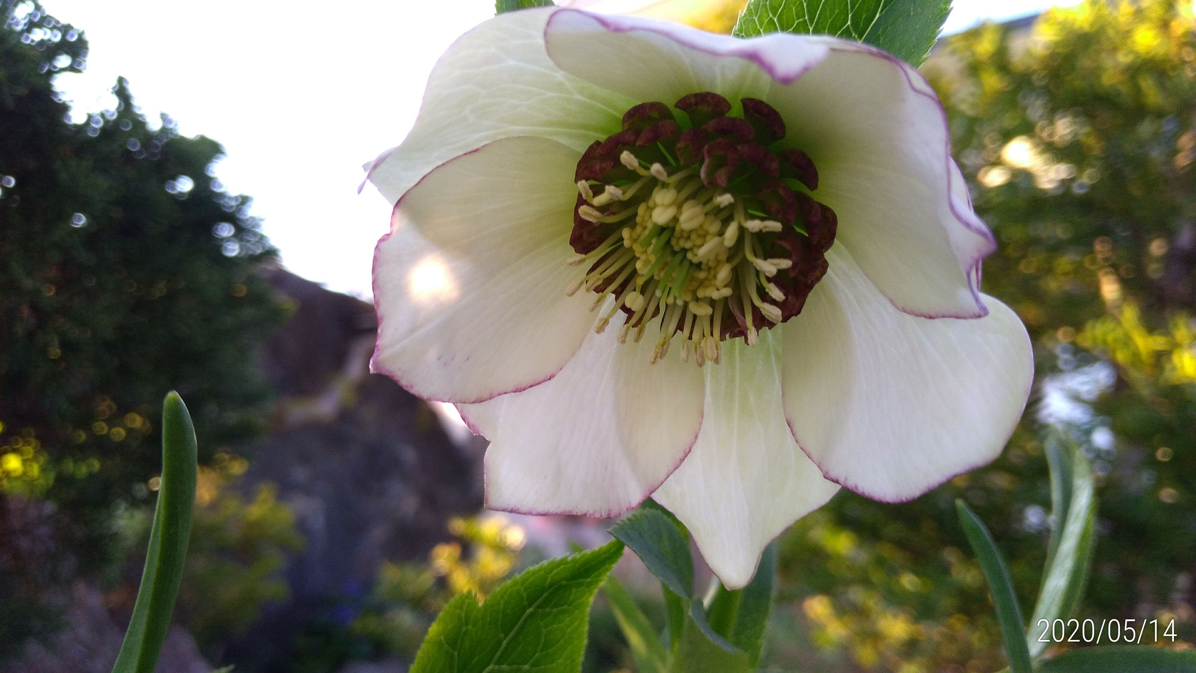 ラミューム黄花 黄花カタクリ ７枚の花びらのクリスマスローズ 花に癒されて 楽天ブログ