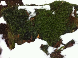 雪にまみれる苔　ホウオウ？