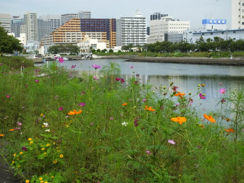 しながわ花海道