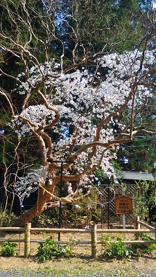 縁結びの寄生木