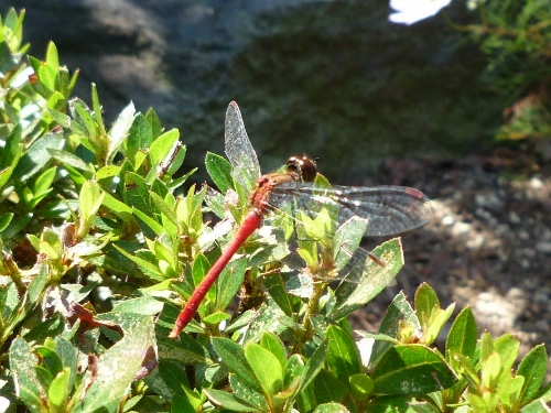 P1150522 (500x375).jpg