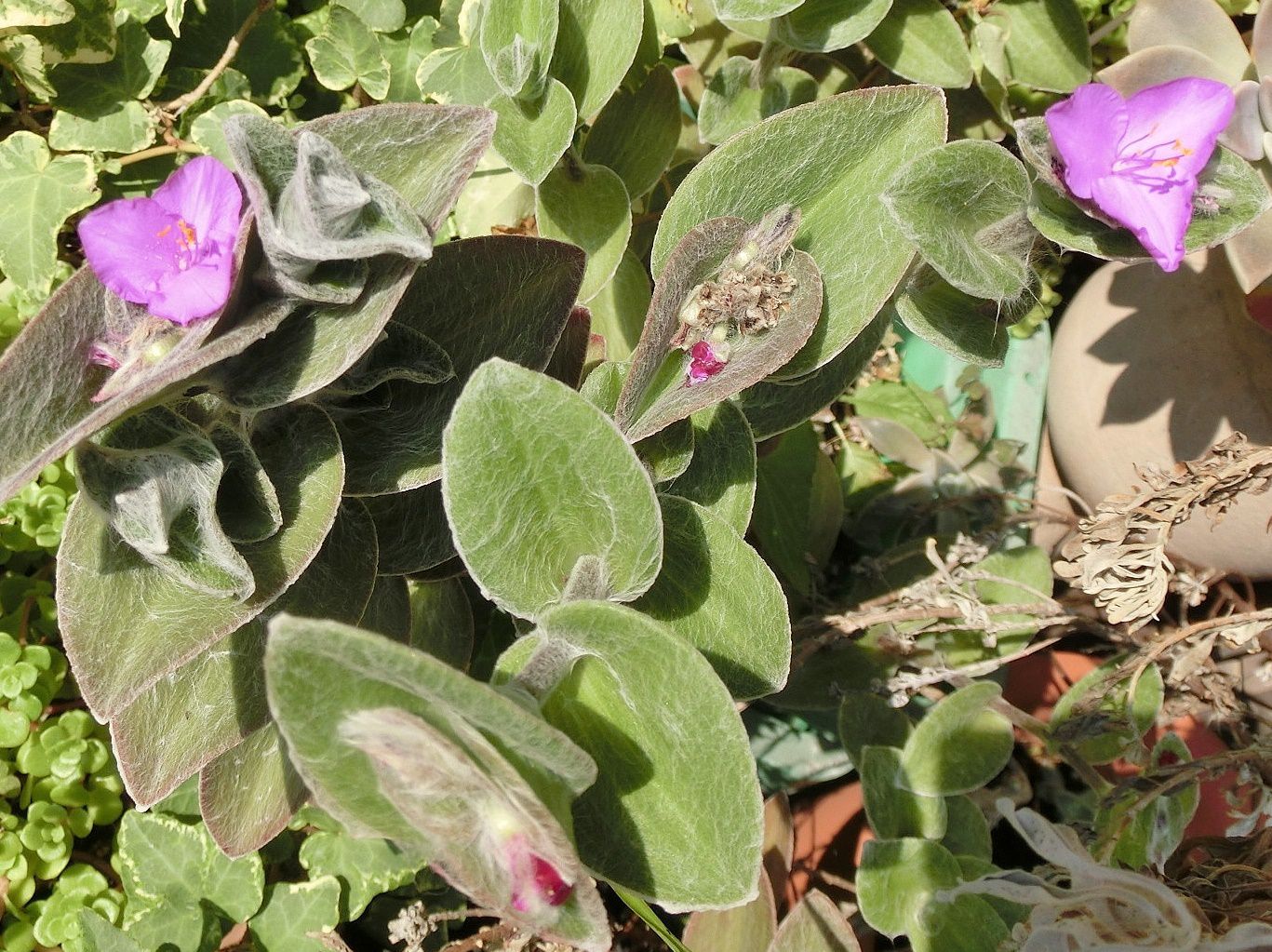 ムラサキゴテン シラユキユメ だい のひとりごと 楽天ブログ ムラサキゴテン シラユキユメ だい のひとりごと 楽天ブログ